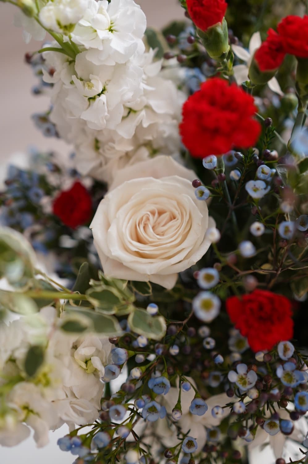 A cream garden rose, close up